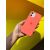 Чохол для iPhone 13 Pro Square Full silicone червоний / dark red 3125153